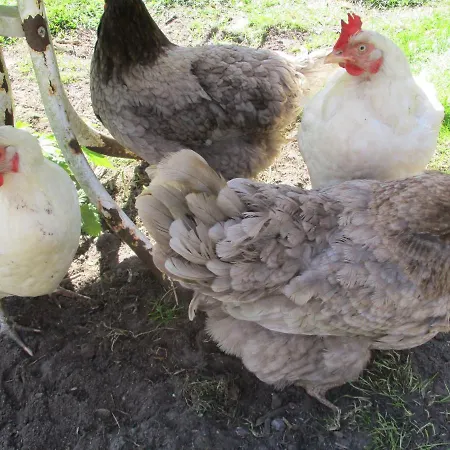 Appartamento Sonnige Etagenwohnung Im Waldgebiet *