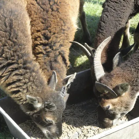 Sonnige Etagenwohnung Im Waldgebiet Appartamento Schortens